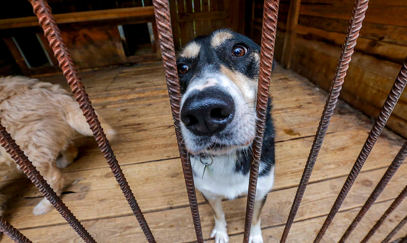 Приюты для животных смогут получать господдержку в Новосибирске
