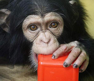 Сирот-шимпанзе завалили игрушками в Новосибирском зоопарке