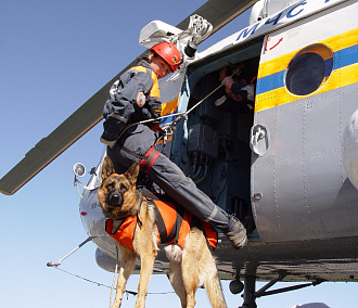 Собачья работа: как четвероногие спасатели ищут пропавших новосибирцев