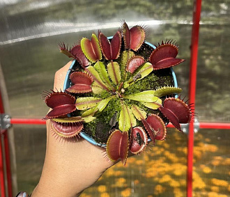 Топ-5 хищных комнатных растений, которые можно вырастить в Сибири