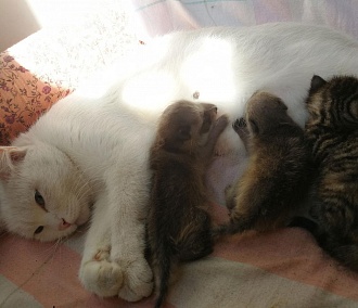 Домашняя кошка стала мамой для енотов в Новосибирском зоопарке