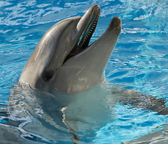 Новосибирцев попросили не кусать и не царапать дельфинов