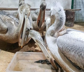 Новосибирцы собрали 50 кг рыбы для пеликана Анфисы