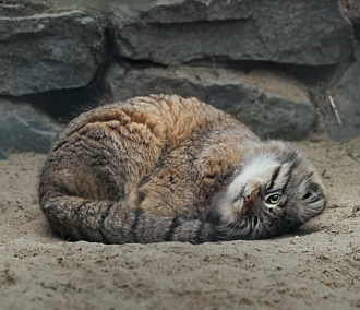 Манул из Новосибирского зоопарка спит на своём хвосте