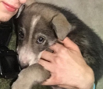 Новосибирские диггеры спасли щенка с риском для жизни