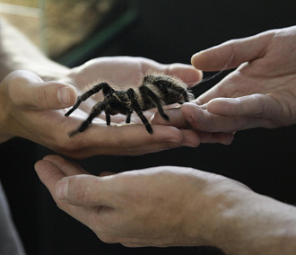 Мохнатые и ядовитые: в Музее природы открылась выставка живых пауков