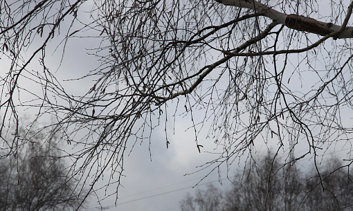 О порывистом ветре 13 апреля предупреждают жителей Новосибирска
