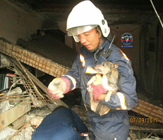 Спасатели достали собачку из-под завалов дома в Новосибирске