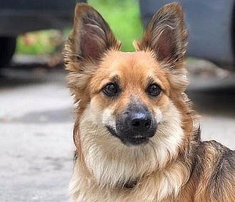 Верните Жорика: зоозащитники отобрали собаку у пенсионерки
