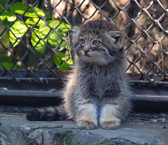 Домашняя кошка выкармливает трёх манулят в Новосибирском зоопарке
