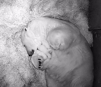 Два белых медвежонка родились в новосибирском зоопарке