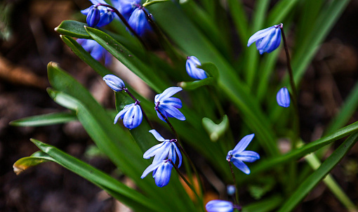 Завораживающие голубые цветы распустились рядом с Бугринской рощей