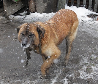 Собачий паспорт: всех бездомных псов в Новосибирске прочипируют