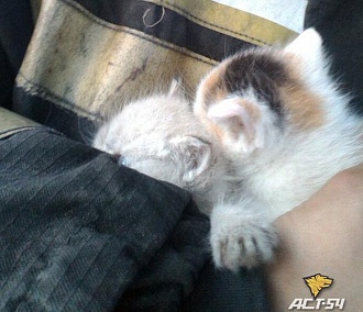 «Пожарным» котятам ищут дом в Новосибирске