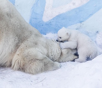 Белая медведица Герда не пускает ветеринаров к своим детёнышам