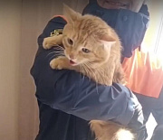 Застрявшего в окне рыжего кота вызволили спасатели