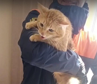 Застрявшего в окне рыжего кота вызволили спасатели