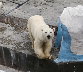 27,5 млн рублей выделят закрытому Новосибирскому зоопарку
