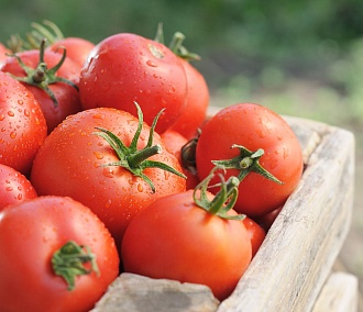 Новосибирские учёные вывели новый сорт помидоров для дачников