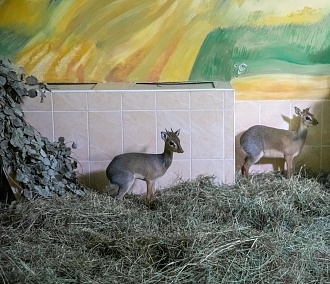 Крошечная антилопа дикдик родилась в Новосибирском зоопарке