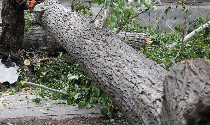 12 деревьев упало во время ливня с градом в правобережье Новосибирска