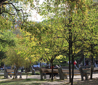 Липовую аллею высадят возле Центрального парка в Новосибирске