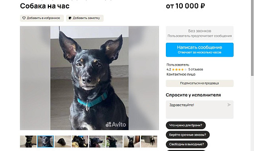 Смесь таксы и дьявола: новосибирцы сдают собаку в аренду за 10 тысяч