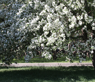 Яблоням цвести: активисты ТОС хотят засадить Новосибирск плодовыми деревьями