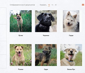 Бесплатный интернет-магазин бездомных псов открылся в Новосибирске