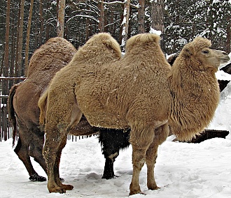 Животных Новосибирского зоопарка усиленно кормят в морозы