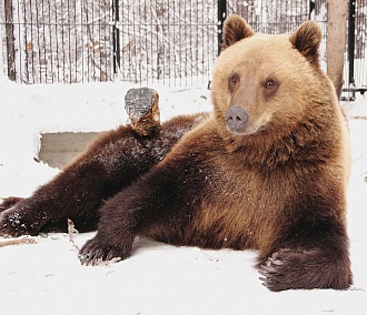 Спячка закончилась: звери выбрались из своих укрытий в новосибирском зоопарке