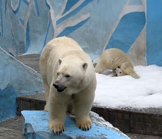Медвежата радуются майскому снегу в Новосибирском зоопарке