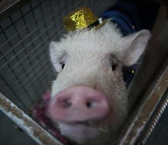 Африканская чума свиней угрожает Новосибирску