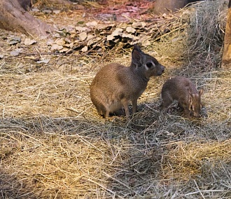 Трое детёнышей родились у чакоанских мар в Новосибирском зоопарке