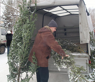 Ёлочные базары открыли в Новосибирске: сколько стоят деревья