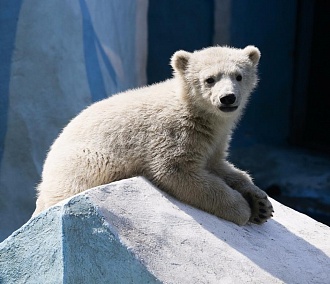 Нова и Сиб: новосибирцы выбирают белым медвежатам имена