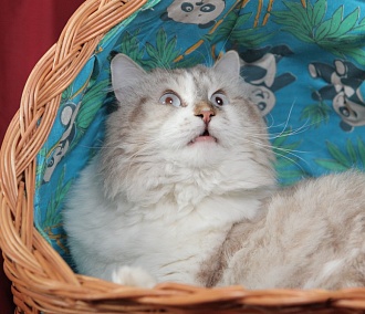 Ясновидящая из Новосибирска купила кота-телепата за 5 миллионов рублей