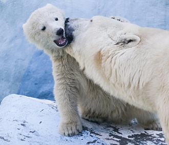 Симка, Снежок и Лея — новосибирцы предлагают имена для белых медвежат