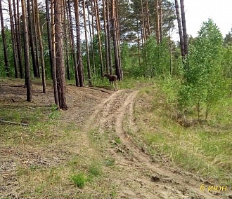 Годовалого лосёнка из Новосибирского зоопарка выпустили на волю