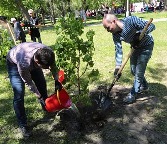 Как поменять макулатуру на саженцы деревьев в Новосибирске