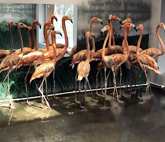 В Новосибирский зоопарк впервые привезли красных фламинго