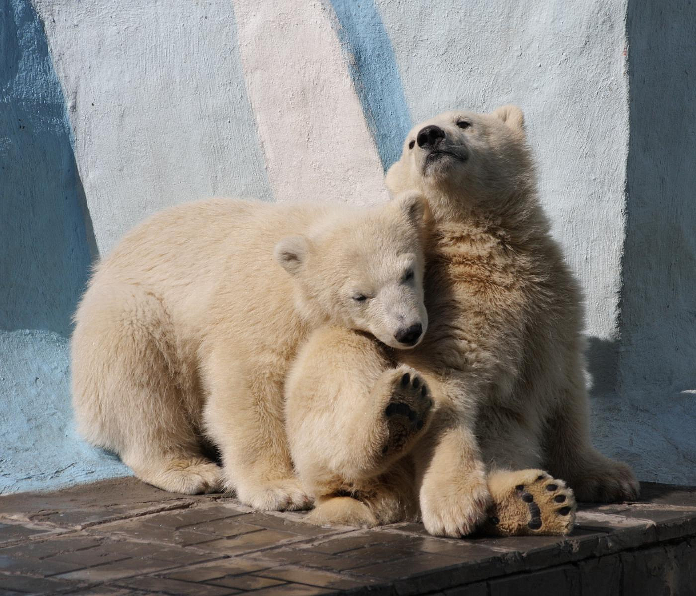 Роскосмос стал куратором белых медвежат в зоопарке Новосибирска