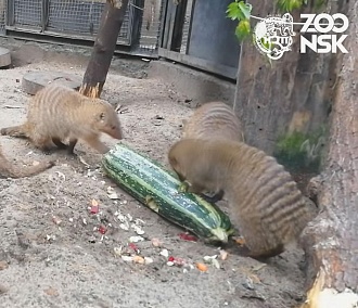 Мангусты уплетают излишки кабачков в Новосибирском зоопарке
