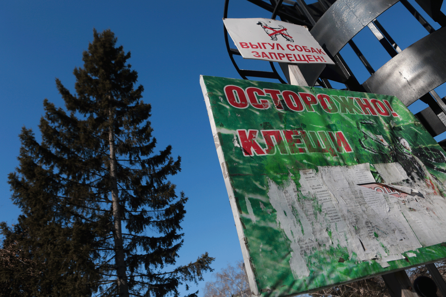 Клещи покусали 15 808 жителей Новосибирской области
