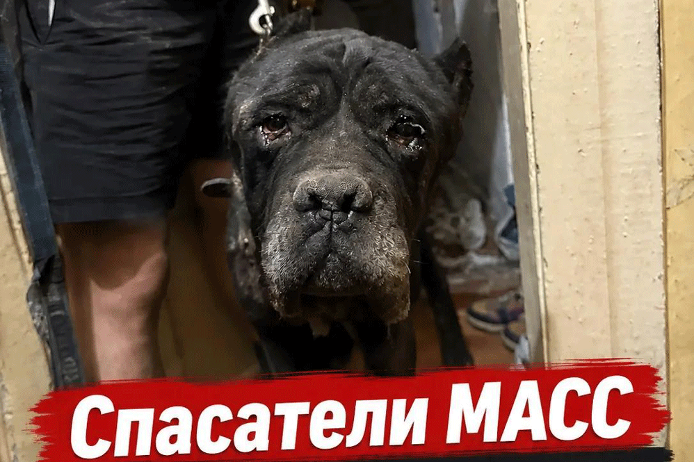 Скулящего кане-корсо извлекли из-под завалов дома в Первомайке