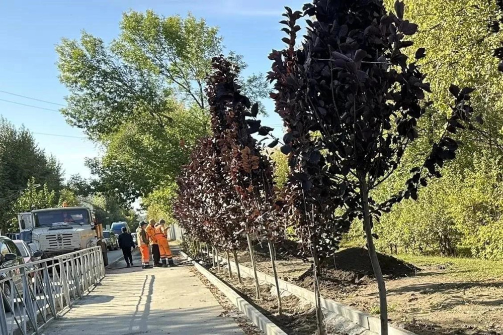 Аллею из краснолистных черёмух высадили на улице Плахотного