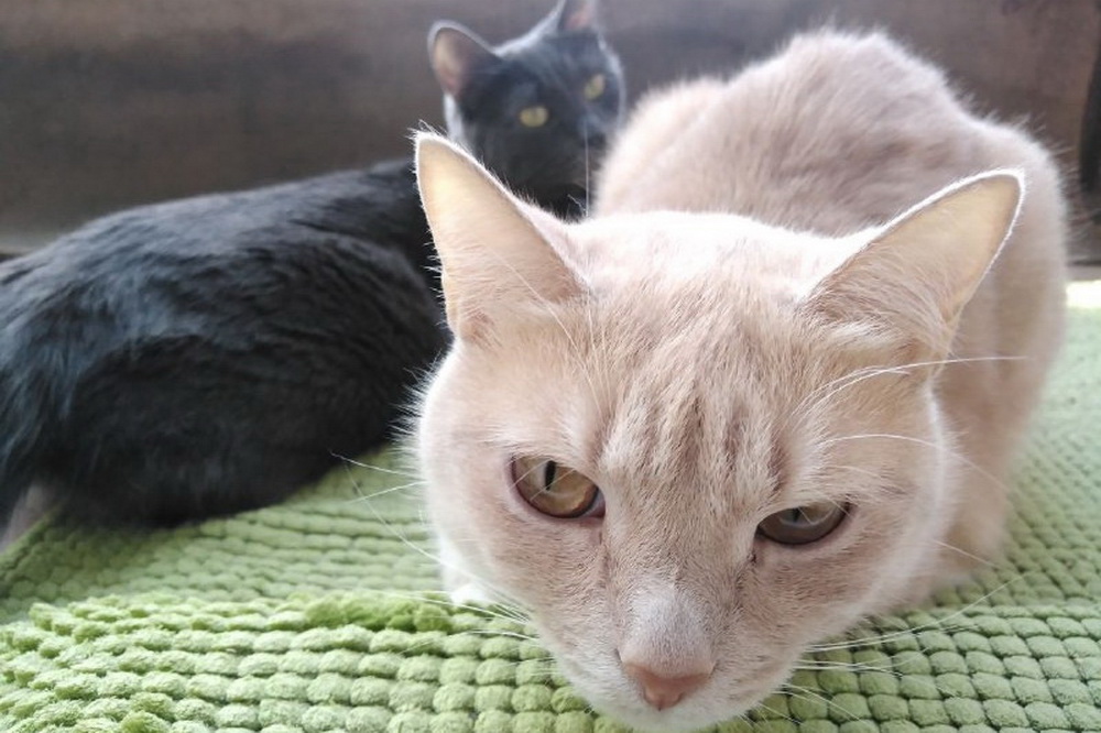 Говняша и Рыжик