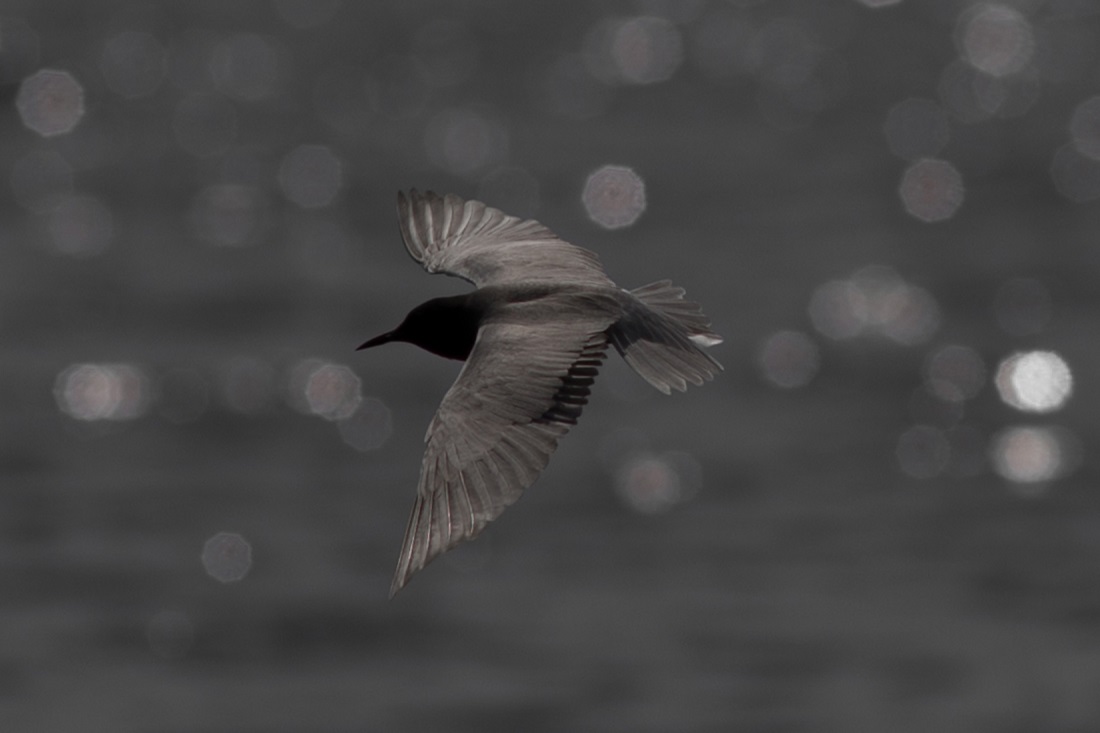 Чёрная крачка (Chlidonias niger). Вес — 49-76 см, длина — 22-24 см, размах крыльев — 63-68 см