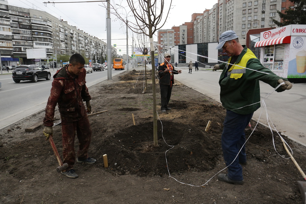 Высадка лип на Вокзальной магистрали. Май 2022 года