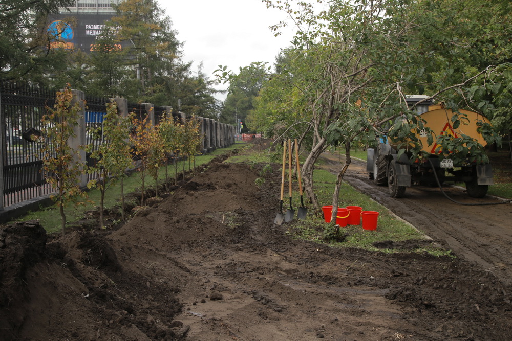 Зелёную стену из 77 лип создают в сквере Героев Революции. Август 2020 года